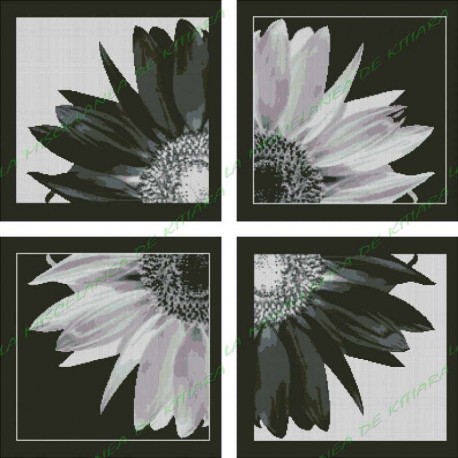 Sunflower Black and White