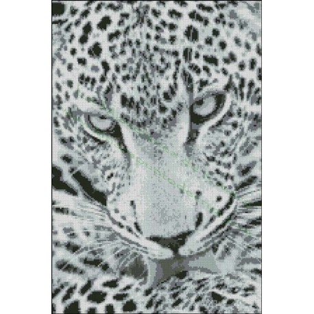 Leopardo De Nieve