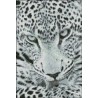 Leopardo De Nieve