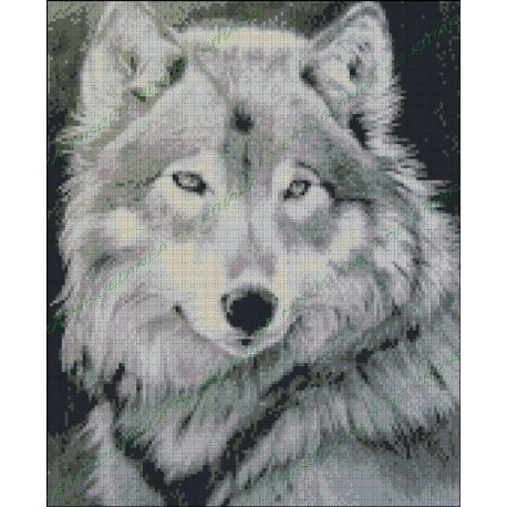 White and black Wolf