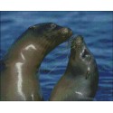 Pair of Seals