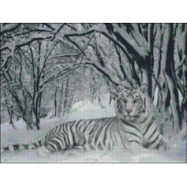Snowy tiger