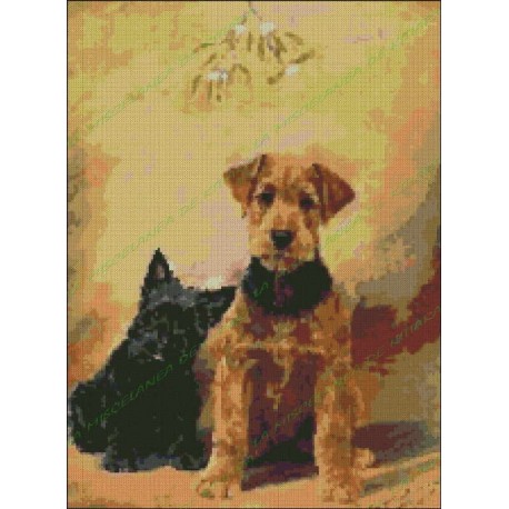 Dogs Airedale Terrier and Scottish Terrier